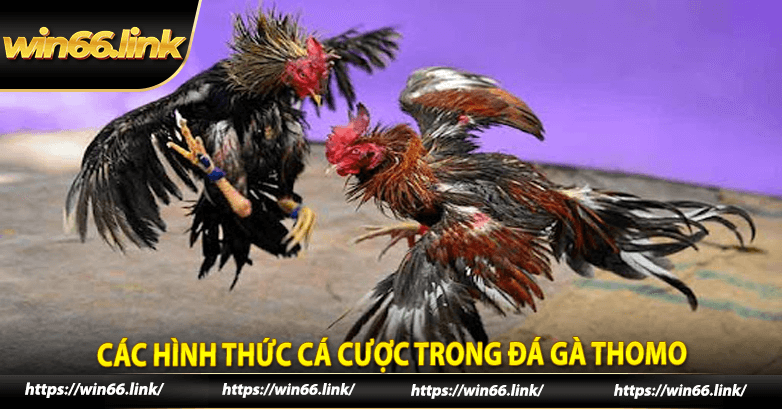 Các hình thức cá cược trong Đá Gà Thomo