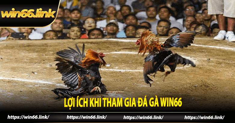 Lợi ích khi tham gia đá gà win66